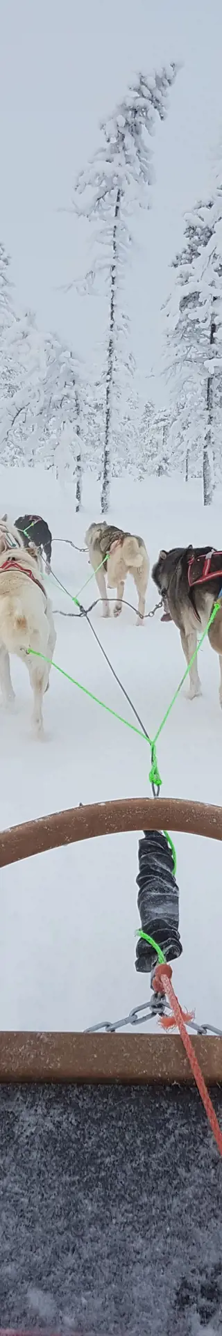 Huskysafari